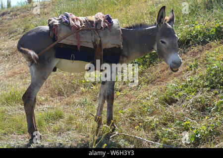 Asini in Hissar montagne, gamma Pamir-Alay, southeastern Uzbekistan Foto Stock