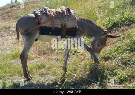 Asini in Hissar montagne, gamma Pamir-Alay, southeastern Uzbekistan Foto Stock