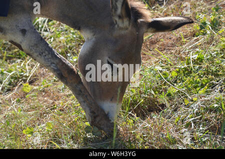 Asini in Hissar montagne, gamma Pamir-Alay, southeastern Uzbekistan Foto Stock