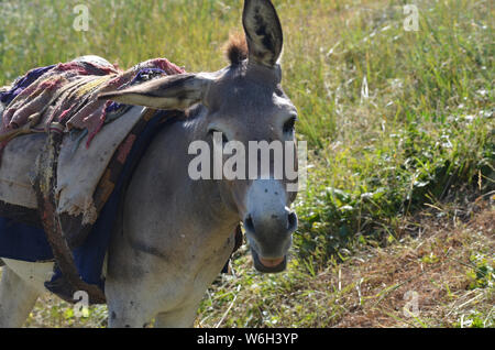 Asini in Hissar montagne, gamma Pamir-Alay, southeastern Uzbekistan Foto Stock