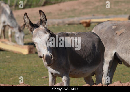 Asini in Hissar montagne, gamma Pamir-Alay, southeastern Uzbekistan Foto Stock