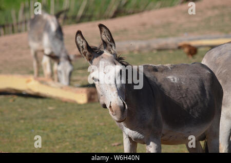 Asini in Hissar montagne, gamma Pamir-Alay, southeastern Uzbekistan Foto Stock