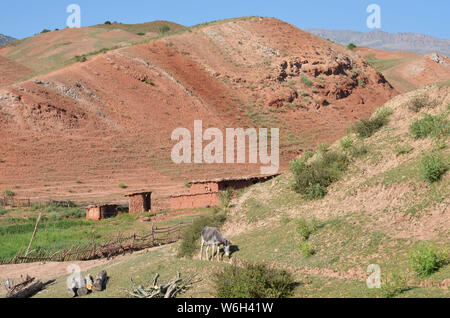 Asini in Hissar montagne, gamma Pamir-Alay, southeastern Uzbekistan Foto Stock