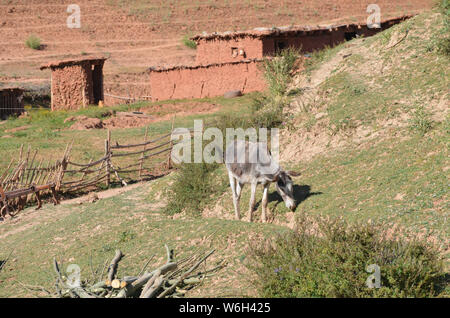 Asini in Hissar montagne, gamma Pamir-Alay, southeastern Uzbekistan Foto Stock