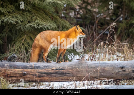 Red Fox (Vulpes vulpes vulpes) in piedi su un log e guardare un altro fox si avvicina, sud-centrale; Alaska Alaska, Stati Uniti d'America Foto Stock