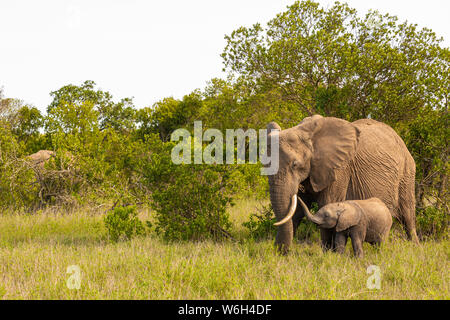 Fotografia a colori del fianco a fianco della famiglia elefante (latte di mucca e di vitello) di fronte alla fotocamera, con tocchi di vitello madre con tronco, preso sul Ol Pejeta, Kenya. Foto Stock