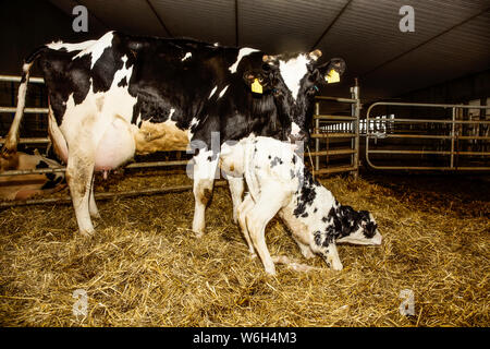 Holstein mucca con il suo vitello neonato che sta cercando di stare in piedi per la prima volta in una penna su un manipolatore robotico Dairy Farm, a nord di Edmonton, Alberta, Canada Foto Stock