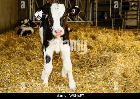 Un vitello Holstein in piedi in una fase di stallo con le etichette di identificazione in esso le orecchie su un manipolatore robotico Dairy Farm, a nord di Edmonton, Alberta, Canada Foto Stock