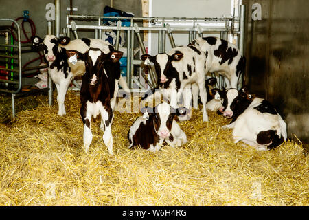 Holstein Polpacci in piedi in una fase di stallo con le etichette di identificazione in loro orecchie su un manipolatore robotico Dairy Farm, a nord di Edmonton, Alberta, Canada Foto Stock