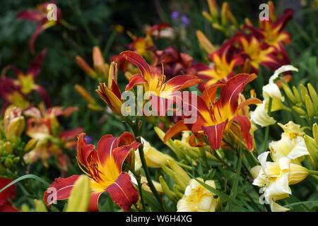 Bella multi-colore daylilies nel giardino estivo. Daylilies ragni. Rosso e giallo daylilies fiorisce in aperto. Molti fiori. Foto Stock