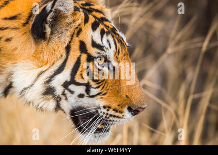 Tiger (Panthera tigris) nel selvaggio, Ranthambhore National Park, India settentrionale; il Rajasthan, India Foto Stock