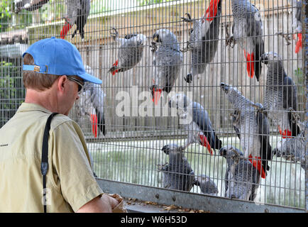 Uomo di alimentazione del pappagallo grigio africano in Lincolnshire Wildlife Park, Friskney, Boston, Lincolnshire, Regno Unito Foto Stock