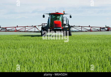 Un'irroratrice ad alta distanza fornisce un'applicazione chimica del fungicida al grano a media crescita, vicino a Dugald; Manitoba, Canada Foto Stock