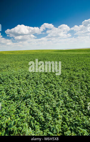 Campo di ceci, vicino Kincaid; Saskatchewan, Canada Foto Stock