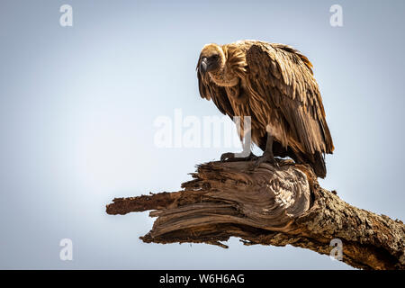 African white-backed vulture (Gyps africanus) guardando in giù da un ramo morto, Serengeti National Park; Tanzania Foto Stock