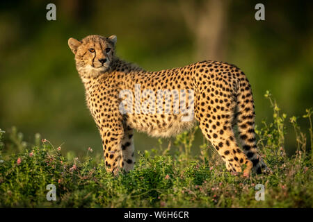 Il cucciolo di ghepardo (Achinonyx jubatus) si erge in cespugli, Parco Nazionale di Serengeti; Tanzania Foto Stock