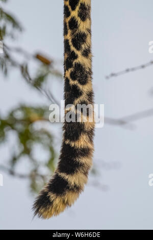 Primo piano della coda del leopardo (Panthera pardus) che pende dritto, Parco Nazionale di Serengeti; Tanzania Foto Stock