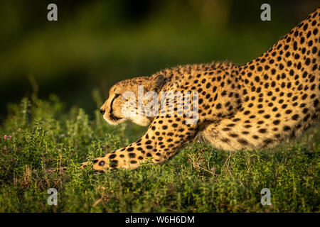 Primo piano di ghepardo (Achinonyx jubatus) che si estende in luce dorata, Parco Nazionale di Serengeti; Tanzania Foto Stock