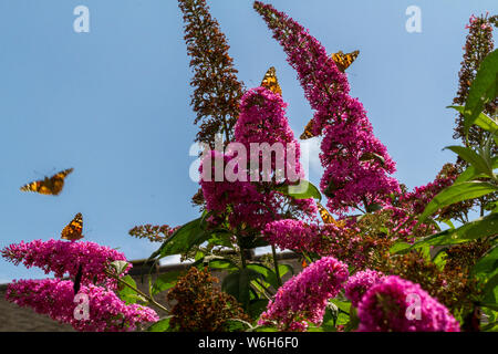1 agosto 2019: l'invasione o sciame di dipinto lady farfalle (Vanessa cardui) è arrivato in Yorkshire - qui ci sono un sacco di painted ladies stanno godendo un 'butterfly bush" o buddleia. Regno Unito Foto Stock