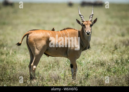 Eland (Taurotragus oryx) sorge sul profilo con un giallo-fatturati oxpecker (Buphagus africanus), il Parco Nazionale del Serengeti; Tanzania Foto Stock