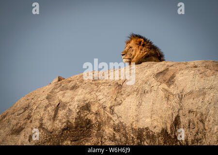 Testa di leone maschio (Panthera leo) giacente su kopje, Serengeti National Park; Tanzania Foto Stock