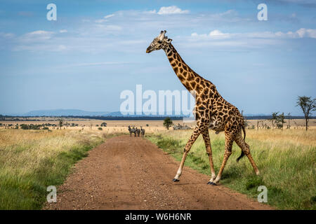 Masai giraffe (Giraffa camelopardalis tippelskirchii) incrocia via guardato dalla zebra (Equus quagga), il Parco Nazionale del Serengeti; Tanzania Foto Stock