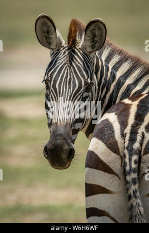 Primo piano di pianure zebra (Equus quagga) girando verso la telecamera, Parco Nazionale Serengeti; Tanzania Foto Stock