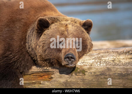 Un orso marrone femmina prigioniero (Ursus arctos) riposa e dorme su un ceppo di driftwood al Centro di conservazione della fauna selvatica dell'Alaska con un stagno nel retro... Foto Stock