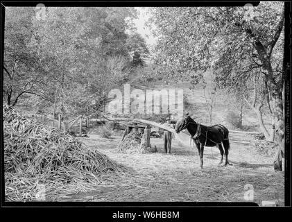 Smerigliatura canna da sorgo al Stooksberry homestead vicino Andersonville, Tennessee. Foto Stock