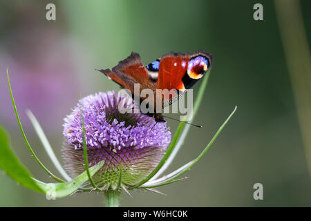 Farfalla pavone (Algais io) Foto Stock