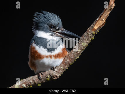 Belted Kingfisher in Pennsylvania Foto Stock