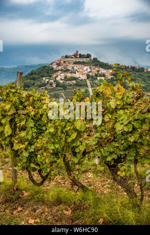 Vigneti circostanti la collina del borgo medievale di Montona; Montona, Istria, Croazia Foto Stock