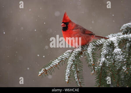Il Cardinale nella neve su un sempreverde Foto Stock