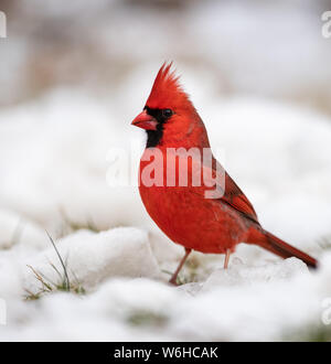 Il Cardinale nella neve su un sempreverde Foto Stock