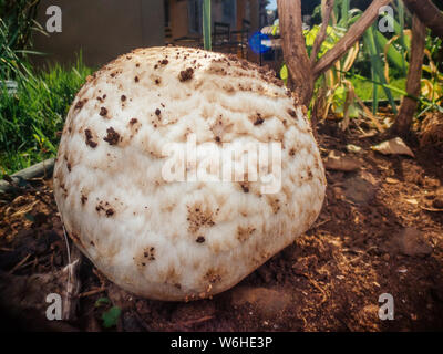 Fungo gigante che cresce su un cantiere Foto Stock