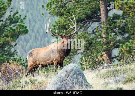 Bull elk (Cervus canadensis); Denver, Colorado, Stati Uniti d'America Foto Stock