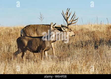 Mule Deer (Odocoileus hemionus) buck e il DOE camminare insieme attraverso il campo di erba; Denver, Colorado, Stati Uniti d'America Foto Stock