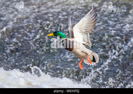 Mallard duck in volo su acqua; Denver, Colorado, Stati Uniti d'America Foto Stock