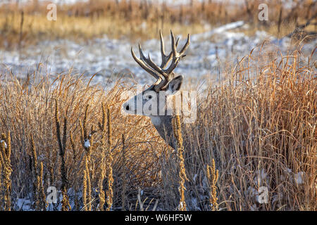 Mule Deer buck (Odocoileus hemionus) in piedi in un campo di erba con tracce di neve e guardando verso sinistra; Denver, Colorado, Stati Uniti d'America Foto Stock