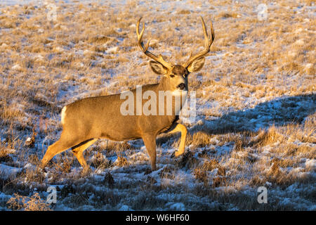 Mule Deer buck (Odocoileus hemionus) camminando in un campo di erba con tracce di neve; Denver, Colorado, Stati Uniti d'America Foto Stock