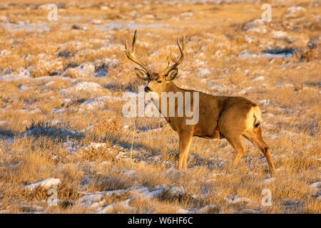 Mule Deer buck (Odocoileus hemionus) in piedi in un campo di erba con tracce di neve; Denver, Colorado, Stati Uniti d'America Foto Stock