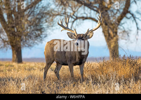 Mule Deer (Odocoileus hemionus) buck in piedi in un campo di erba al tramonto; Denver, Colorado, Stati Uniti d'America Foto Stock
