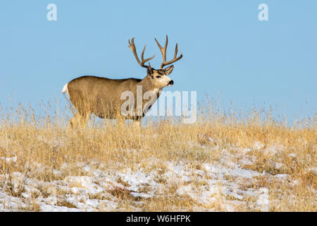 Mule Deer (Odocoileus hemionus) buck in piedi in un campo di erba con tracce di neve contro un cielo blu; Denver, Colorado, Stati Uniti d'America Foto Stock