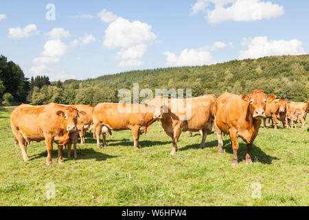 Allevamento del Limousin vacche di manzo, bovini, in un lussureggiante verde pascolo a molla. Questa razza francese è allevato per la carne bovina e della produzione di carne Foto Stock