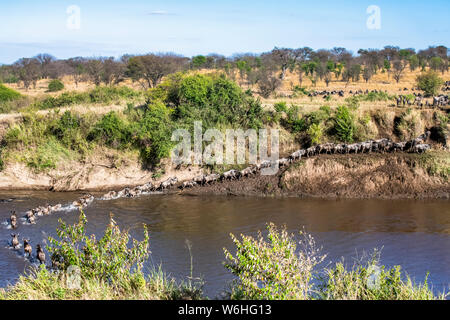 Mandria di GNU (Connochaetes taurinus) attraversando il fiume Mara e arrampicata sulla riva lontana nel Parco Nazionale del Serengeti; Tanzania Foto Stock