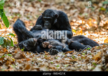 Femmina Chimpanzee (Trogloditi Pan) che si trova sulla sua schiena con il bambino in braccia è curata da un'altra femmina nel Parco Nazionale delle Montagne Mahale sulla riva... Foto Stock