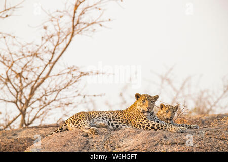 Due Leopardi (Panthera pardus) giacciono su una roccia a guardare la fotocamera, India settentrionale; il Rajasthan, India Foto Stock