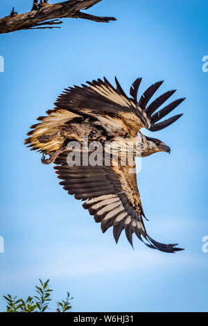 Il novellame di pesce africano eagle (Haliaeetus vocifer) vola da albero, Serengeti; Tanzania Foto Stock