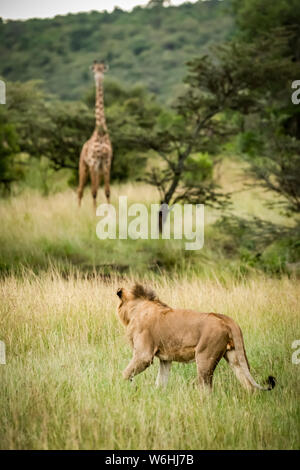 Leone maschio (Panthera leo) culmi Masai giraffe (Giraffa camelopardalis tippelskirchii) a Savannah, Serengeti; Tanzania Foto Stock