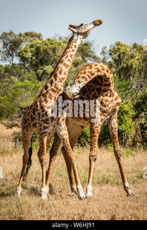 Due Masai giraffe (Giraffa camelopardalis tippelskirchii) stand necking su savannah, Serengeti; Tanzania Foto Stock